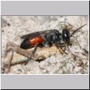 Tachysphex pompiliformis - Grabwespe w01d 8mm mit Nymphe eines Chorthippus albomarginatus - OS-Wallenhorst-Tongrube-Lehmwiese.jpg